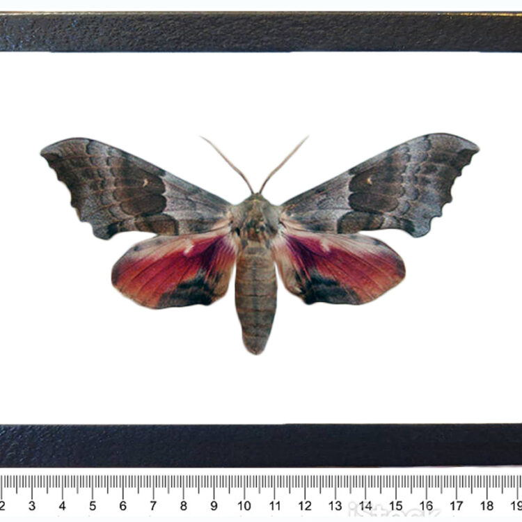 Pachysphinx occidentalis framed