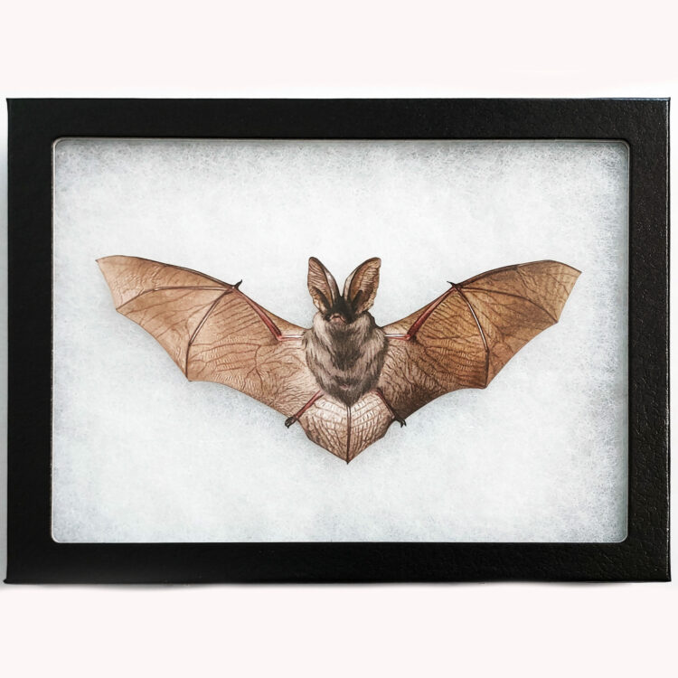 framed bat REPLICA