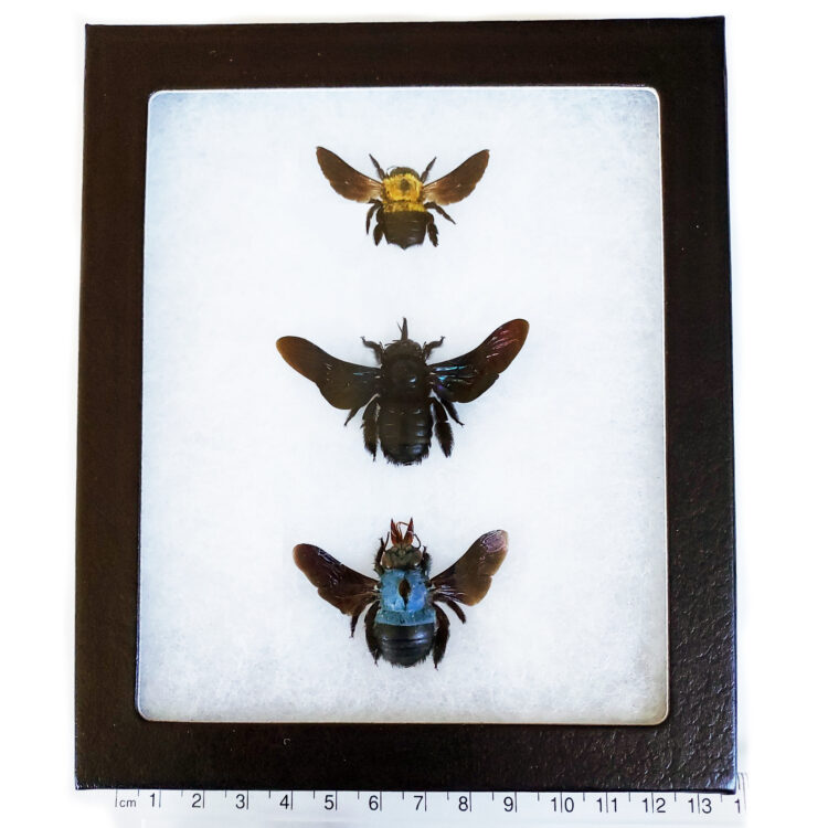 3 bees framed
