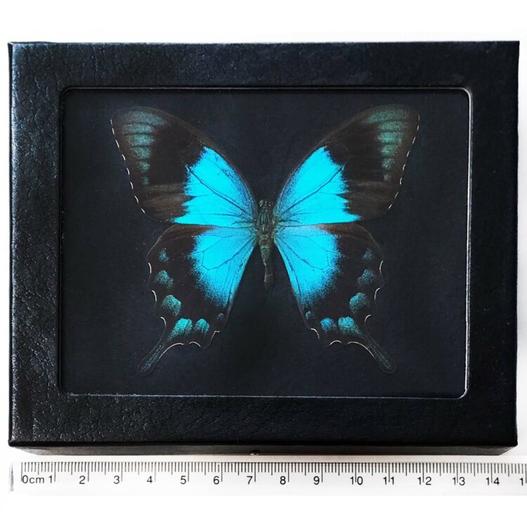 Papilio lorquinianus bb