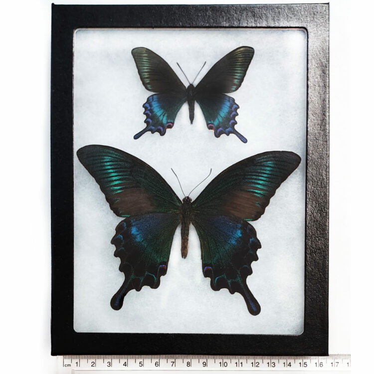 Papilio maacki summer and spring framed