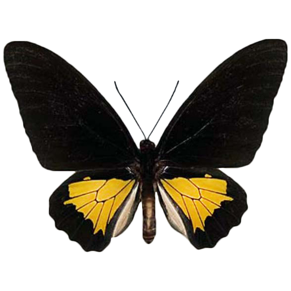 T oblongomaculatus M