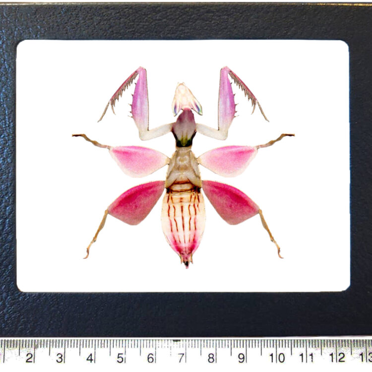 Orchid mantis replica framed
