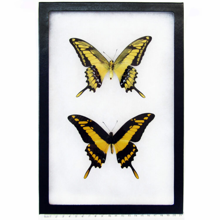 Papilio thoas r v (1)