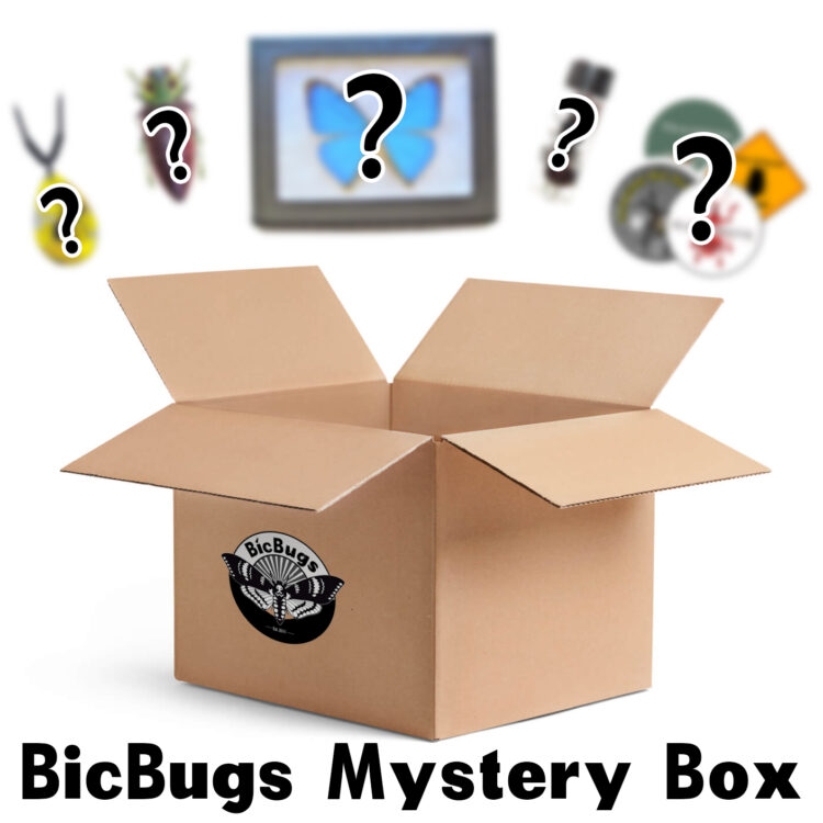 mystery box bicbugs