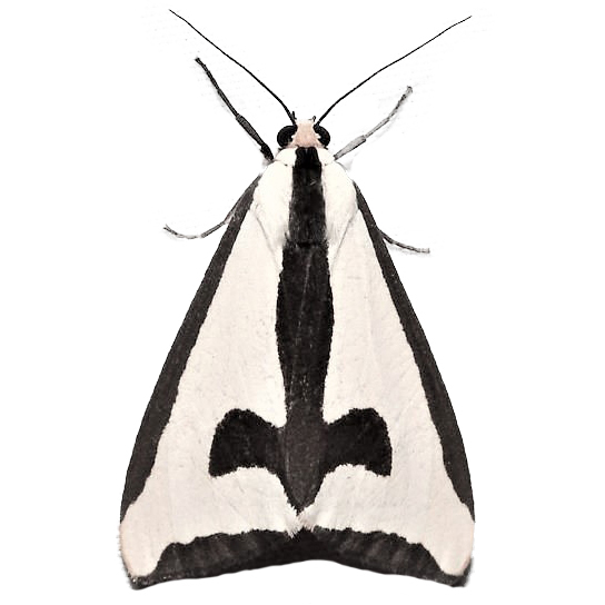 Haploa clymene cross moth