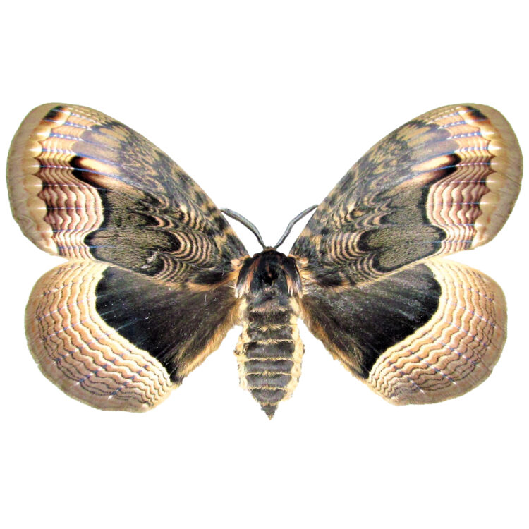 Brahmaea peanut moth stock
