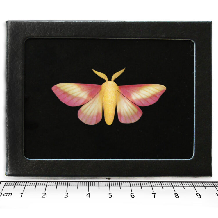 Rosy Maple moth - Dryocampa rubicunda 