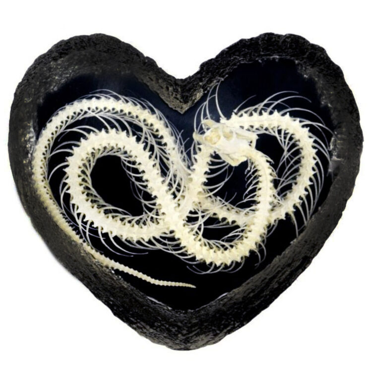 snake skeleton heart
