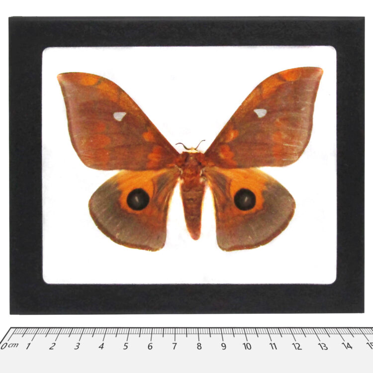 Pseudobunaea moth 2 70(1)