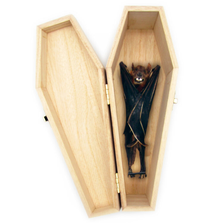 C brachyotis LARGE coffin