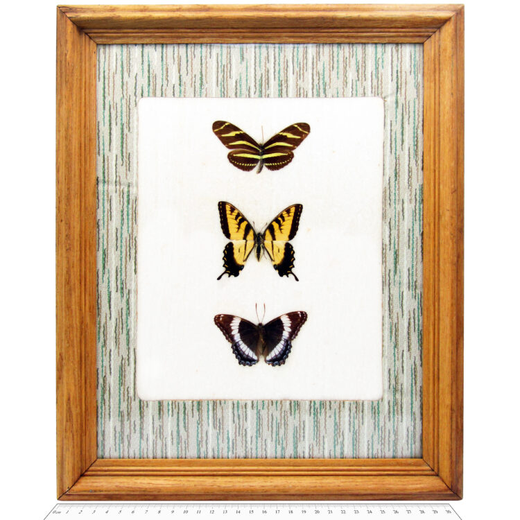 trio antique butterflies wood frame
