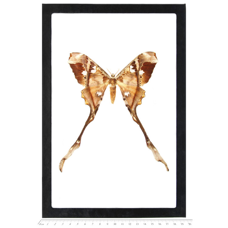 Copiopteryx semiramis FEMALE CIRS STOCK 4x 150