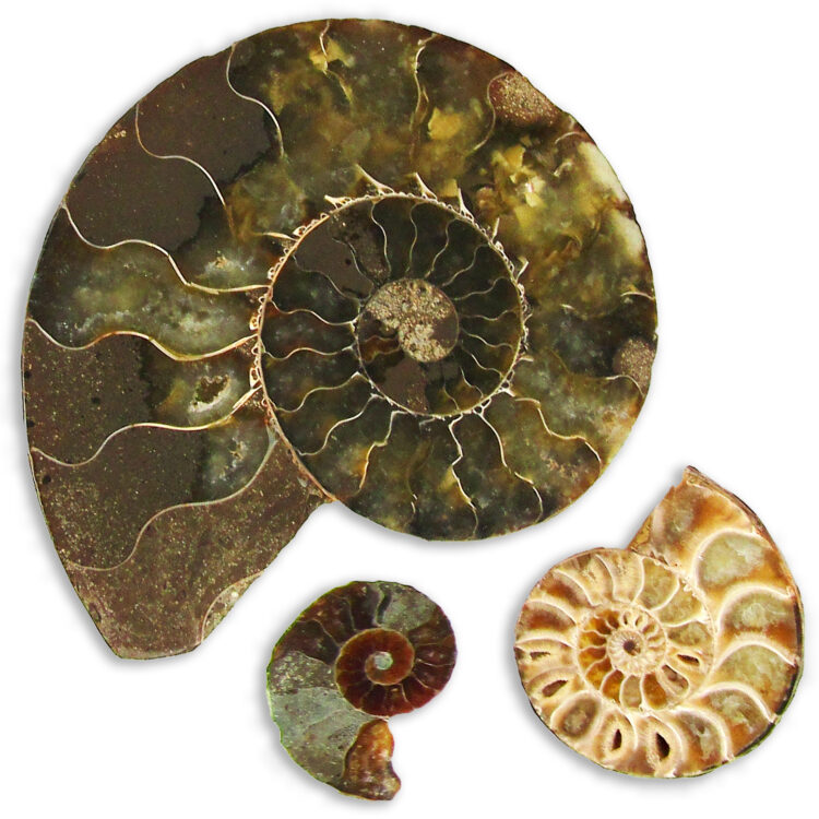 ammonite all variations 10 20 30