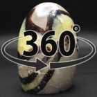 animal rock 360vidthumb