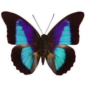 Prepona omphale "Shaded-Blue Leafwing" blue black butterfly El Salvador