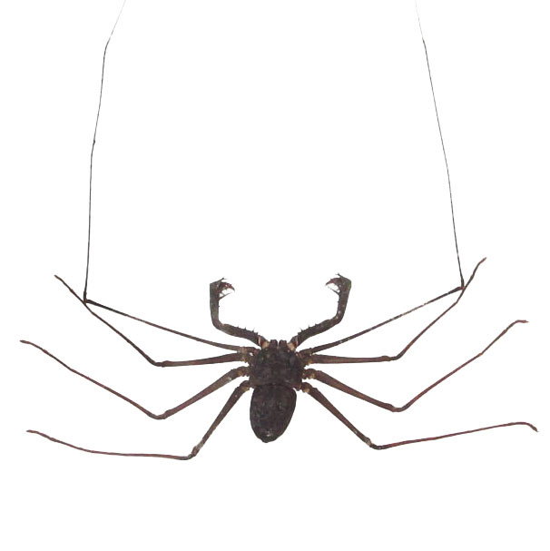 Acanthophrynus coronatus whip scorpion Indonesia