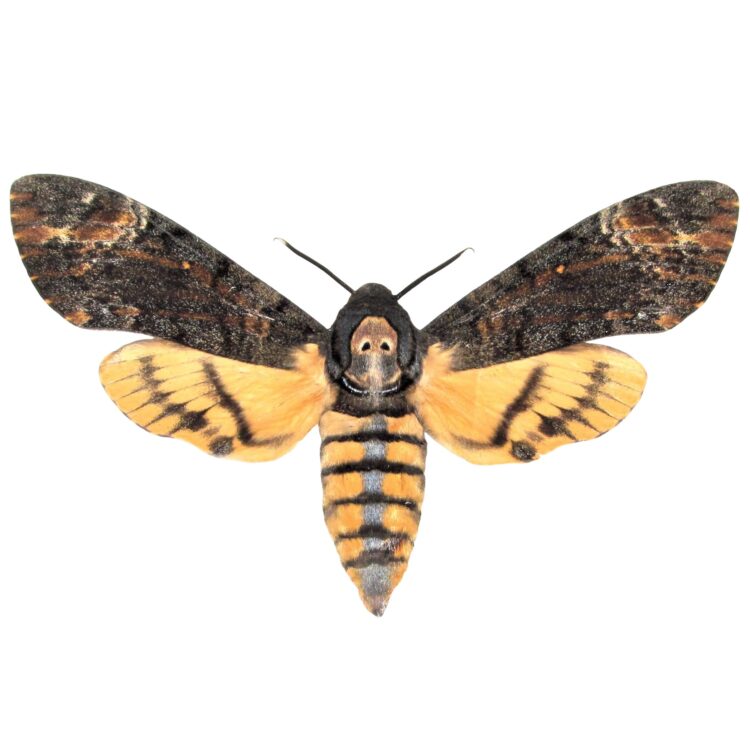 Acherontia styx Silence of the Lambs "Lesser Death's Head Hawkmoth" Thailand