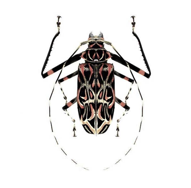 Acrocinus longimanus harlequin beetle female Peru