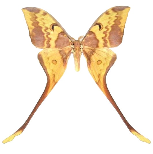 Actias maenas MALE "Malaysian Moon moth" yellow red saturn moth Indonesia