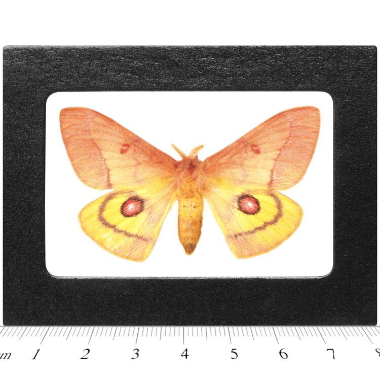 Adetomeris erythrops FEMALE pink yellow saturn moth Argentina RARE (CIRS)