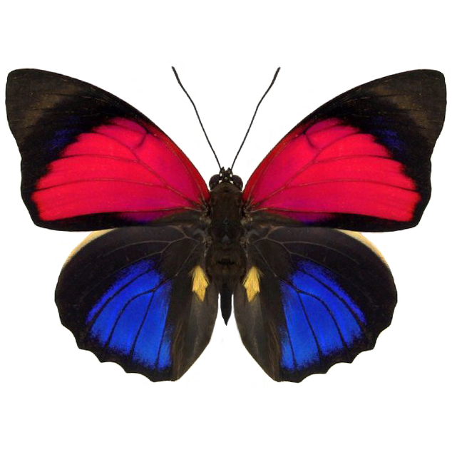 agrias Archives - BicBugs