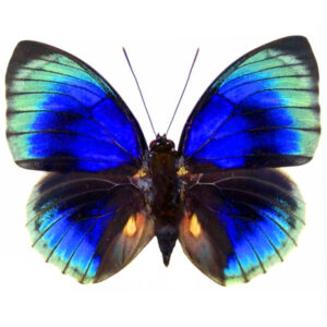 BicBugs Morpho didius framed blue butterfly pair male female Peru