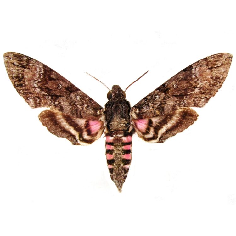 Agrius cingulatus "Pink-Spotted hawkmoth" sphinx Guatemala