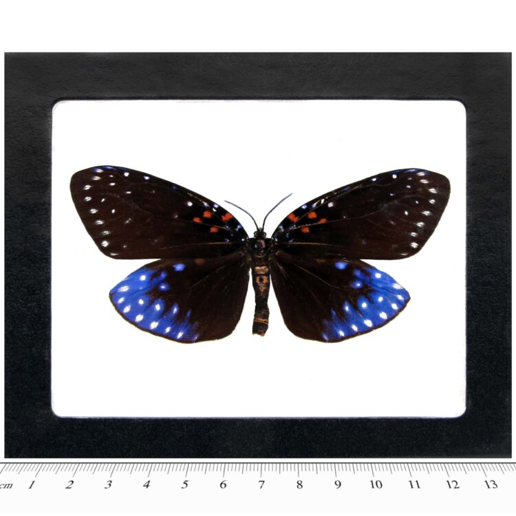 Amesia aliris blue day flying moth Indonesia (CIRS)