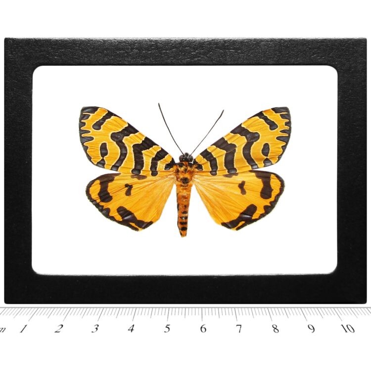 Amphicallia belatrix gold blue green tiger moth Kenya (CIRS)