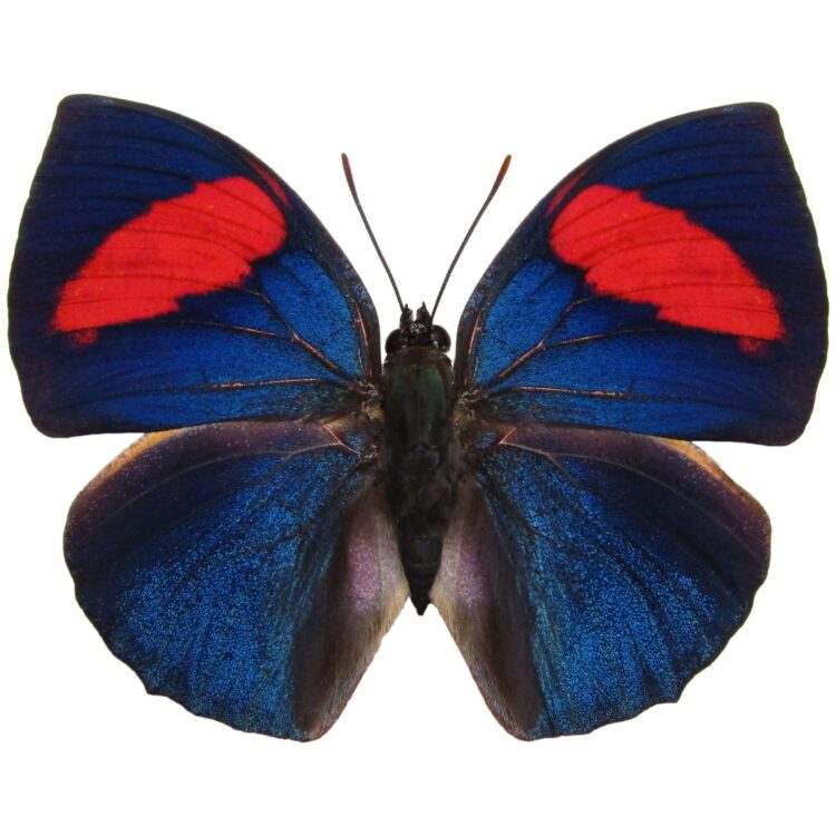 Anaea anna blue red "Leafwing butterfly" Peru RARE (CIRS)