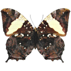 Anaea clytemnestra VERSO "Jazzy Leafwing" leaf mimic butterfly Peru