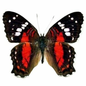 Anartia amathea "Scarlet Peacock" red black butterfly Peru