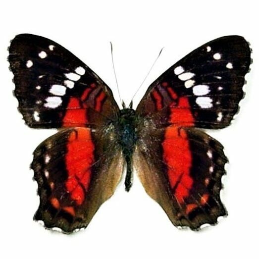 Anartia amathea "Scarlet Peacock" red black butterfly Peru