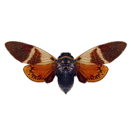 BicBugs Angamiana floridula red orange cicada Thailand