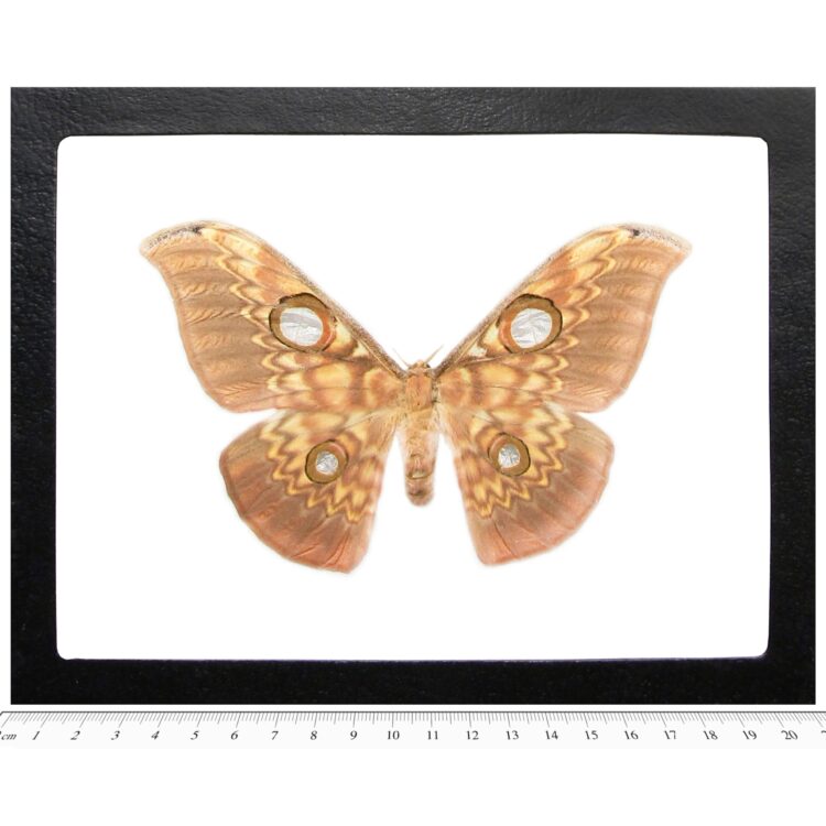 Antheraea larissa FEMALE pink orange saturn moth Indonesia (CIRS)