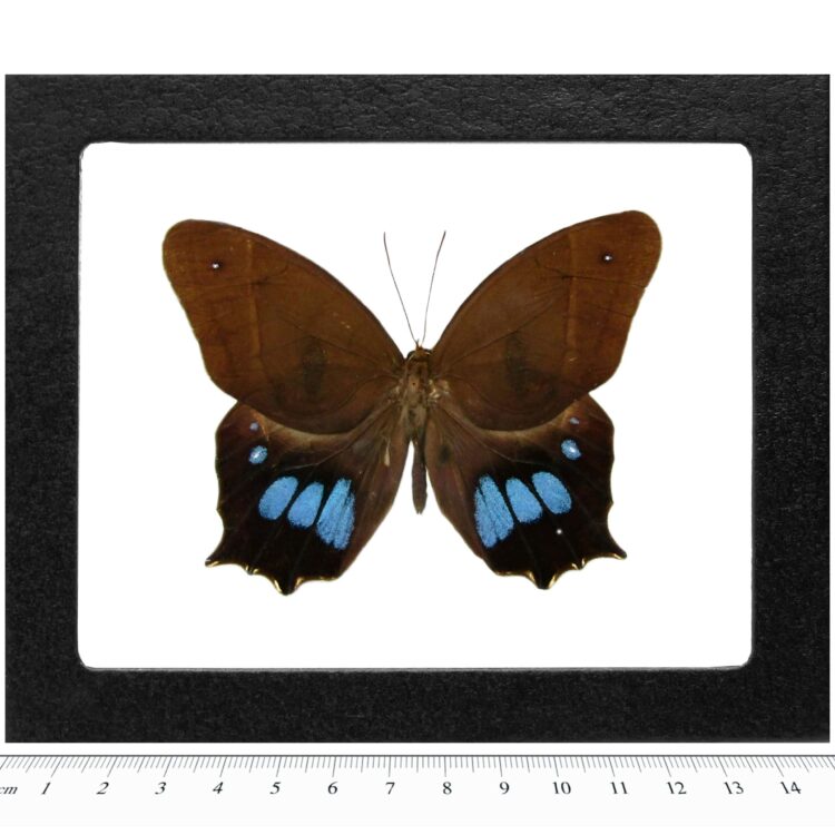 Antirrhea avernus purple butterfly Peru (CIRS)