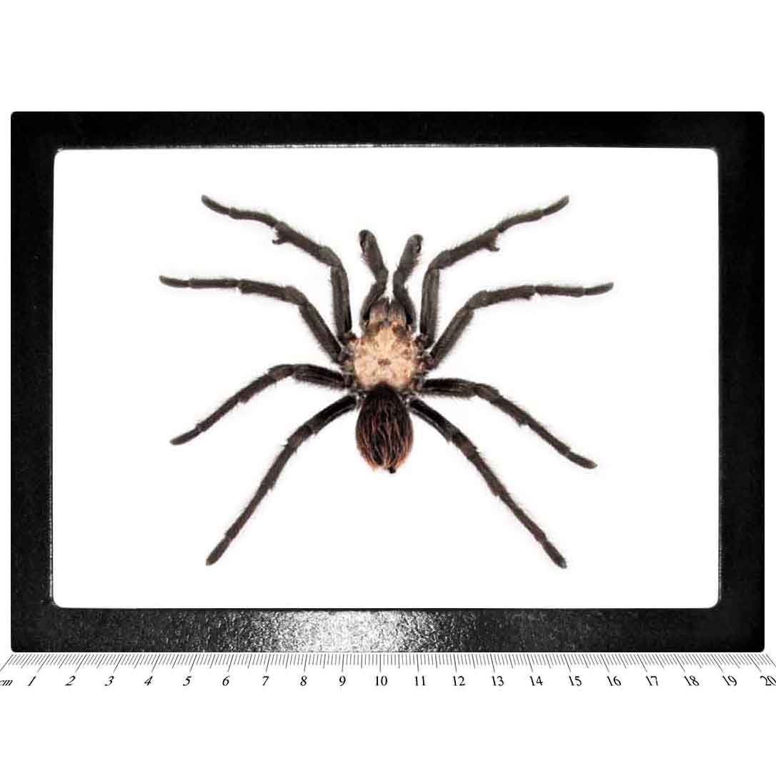 その他 Tarantula 4L その他 Tarantula 4L その他 Tarantula 4L 4D Vision Animal Tarantula