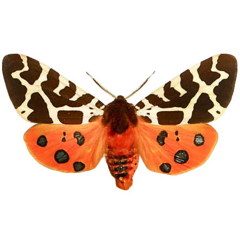 Arctia caja "Garden Tiger" red pink moth USA