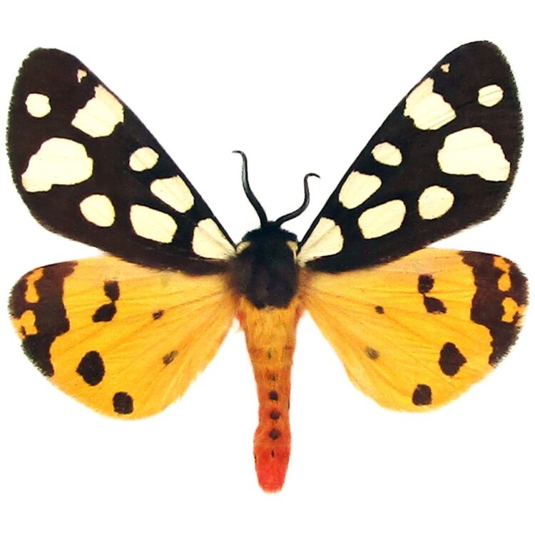 Arctia villica yellow red day flying moth Austria