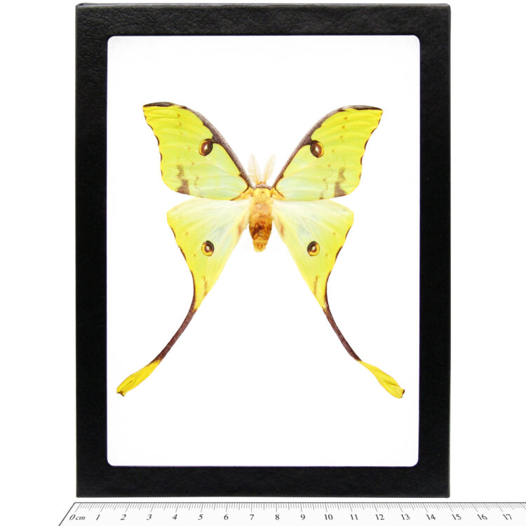 Argema mimosae framed green yellow comet moth Kenya