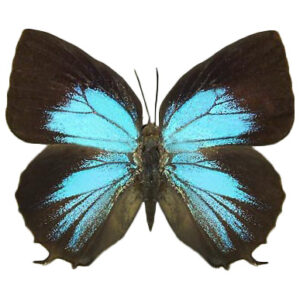 Arhopala araxes FEMALE blue black butterfly Indonesia