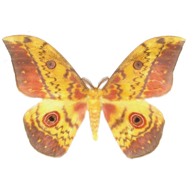 Aurivillius aratus "Cat's Eyed Emperor" yellow pink saturn moth Africa