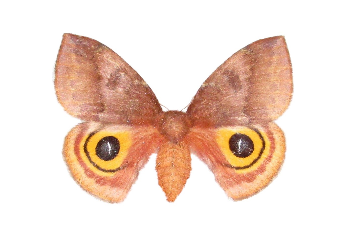 BicBugs Automeris io FEMALE pink orange saturn moth Indiana USA