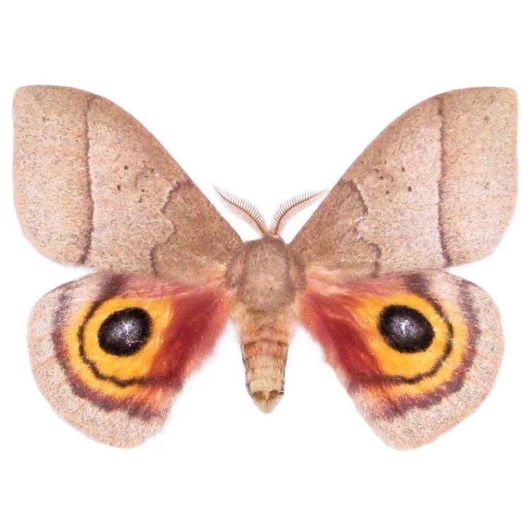 Automeris iris saturn moth Arizona USA