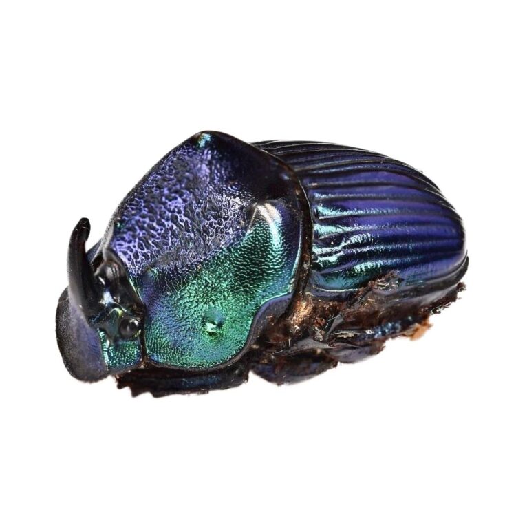 phanaeus Archives - BicBugs