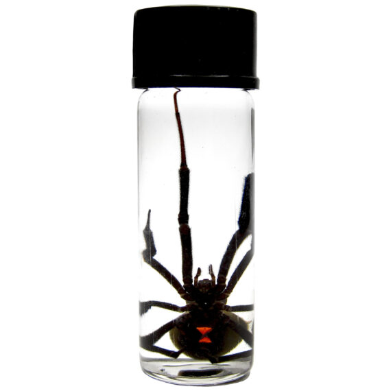 Arizona Southern black widow spider Latrodectus mactans wet specimen