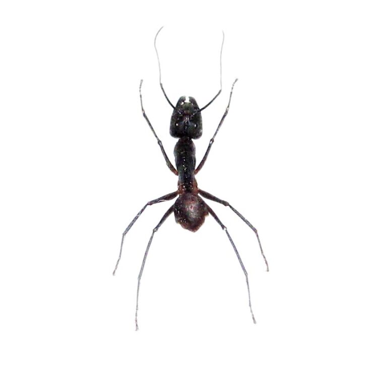 Camponotus gigas bullet ant Malaysia