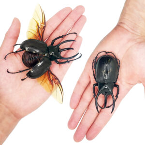 Chalcosoma atlas rhinoceros beetle Indonesia