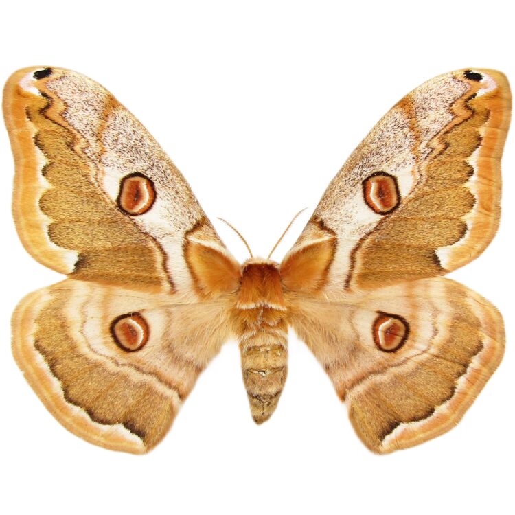 Caligula boisduvalli saturn moth Japan